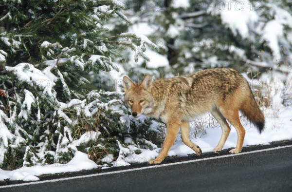 Coyote. Canis latrans. Coyote walking along a road in winter. Rocky Mountains national park.
