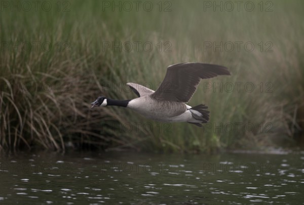 Canada goose (Branta canadensis) flying over water at the edge of a reed, Lower Rhine, North