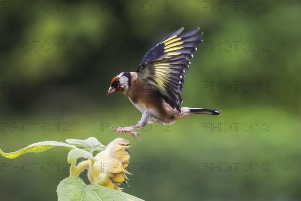 Goldfinch (Carduelis carduelis) approaching a yellow flower, sunflower, with outspread wings,