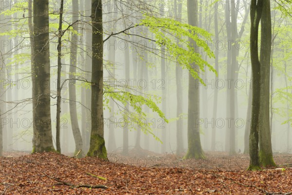 Untouched beech forest with fog in early spring, first tender green leaves, Kellerwald-Edersee