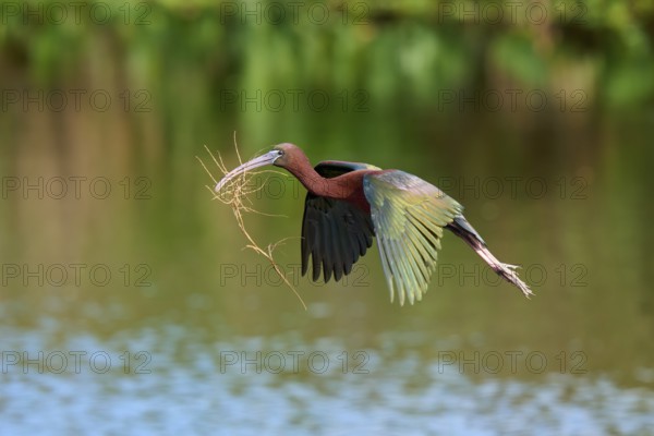 Glossy ibis, (Plegadis falcinellus), in flight over water, carrying branches in its beak, likely