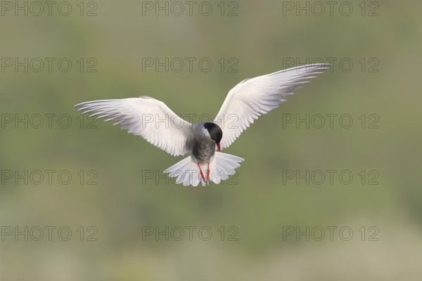 White-bearded Tern (Chlidonias hybrida) in flight over wetlands, migratory bird that breeds on