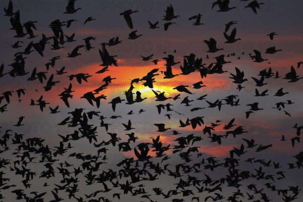 Barnacle geese, barnacle geese (Branta leucopsis), flock flying in the sky at sunset,