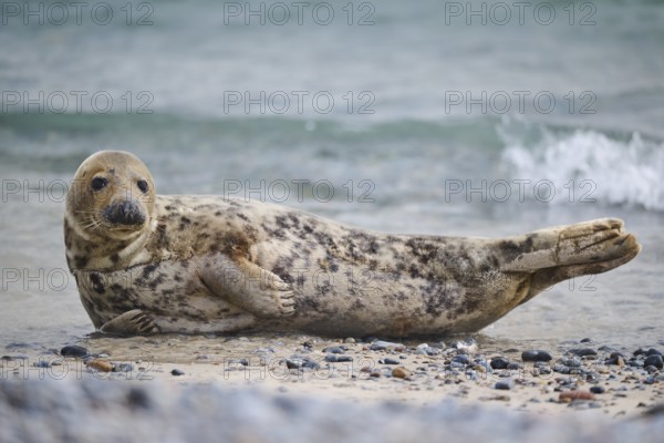 Grey seal (Halichoerus grypus) on the beach on the edge of the water with the sea in the