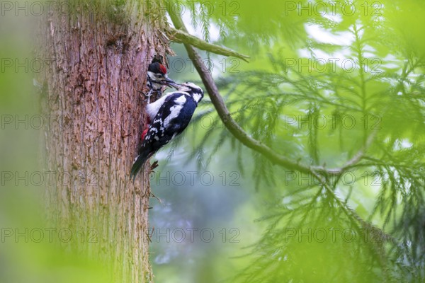 Great spotted woodpecker (Dendrocopos major), female feeds almost fledged young bird in the