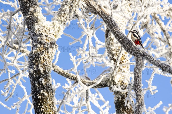 Great spotted woodpecker (Dendrocopos major), female hopping on a branch covered with hoarfrost,