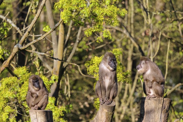 Three Drills (Mandrillus leucophaeus) sit high up on the three stumps of a cut tree and enjoy the