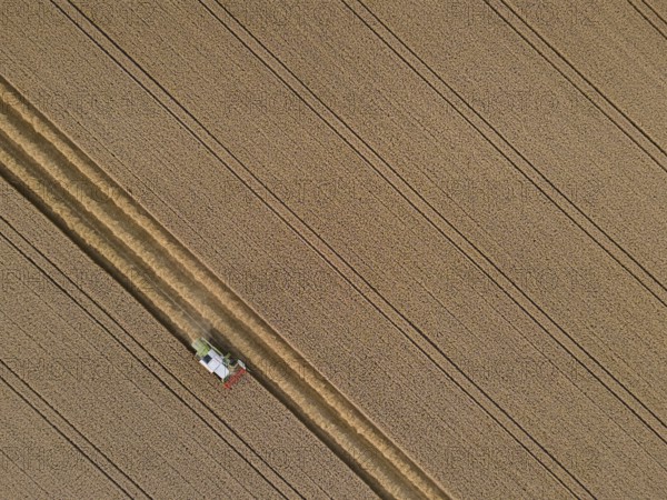 A combine harvester harvests a grain field near Frankfurt am Main. (Aerial photo with a drone),