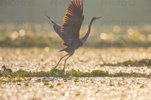 Purple heron (Ardea purpurea), the bird searches for prey in shallow water in the early morning and