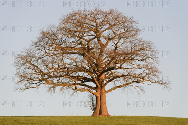 Oak (Quercus), bare gnarled solitary tree in the light of the morning sun, blue sky, North