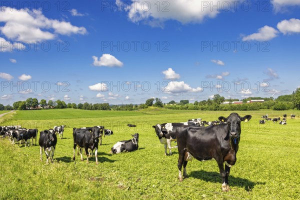 Dairy cows on a grassy meadow in a beautiful sunny rural landscape view in the summer, Sweden,