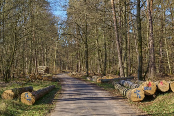 A path leads through a forest with piled up tree trunks on both sides, the atmosphere is calm and