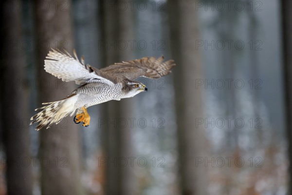 Goshawk (Accipiter gentilis), adult in winter, flying in the snow, Zdarske Vrchy, Bohemian-Moravian