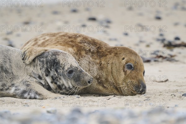 Grey seal (Halichoerus grypus) playing with each other on the beach, Düne, Helgoland,