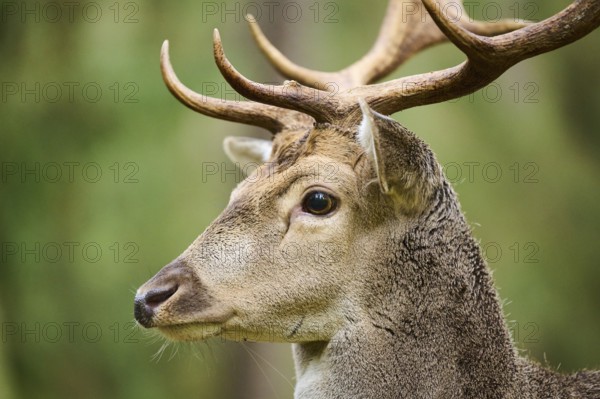 European fallow deer (Dama dama) stag in a forest, portrait, Bavaria, Germany, Europe