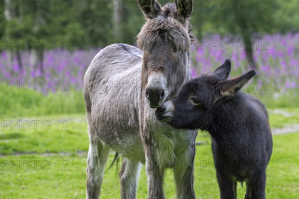 Miniature donkey with black foal, close-up portrait in meadow with flowers in spring, Mediterranean