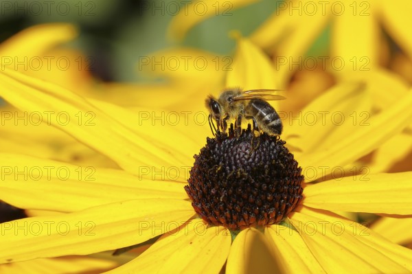 European honey bee (Apis mellifera), collecting nectar from a yellow coneflower (Echinacea