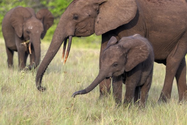 African forest elephants (Loxodonta cyclotis) in a clearing in Loango National Park, Parc National