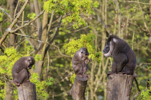 Three Drills (Mandrillus leucophaeus), a male and two females, sit high up on the three stumps of a