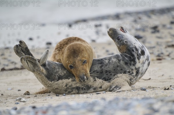 Grey seal (Halichoerus grypus) playing with each other on the beach, Düne, Helgoland,