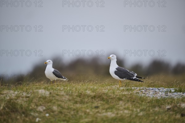 Yellow-legged gull (Larus michahellis) standing in the grass, Düne, Helgoland, Schleswig-Holstein,