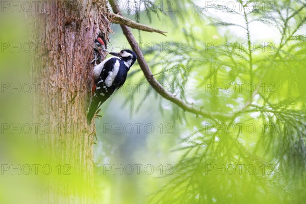 Great spotted woodpecker (Dendrocopos major), female feeds almost fledged young bird in the