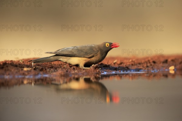 Red-billed oxpecker (Buphagus erythrorhynchus), adult, at the water, drinking, alert, Kruger