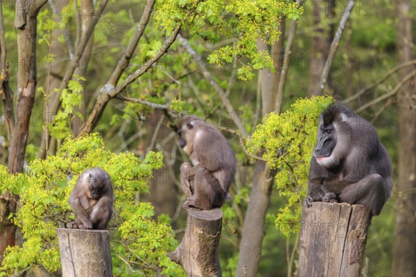 Three Drills (Mandrillus leucophaeus), a male and two females, sit high up on the three stumps of a