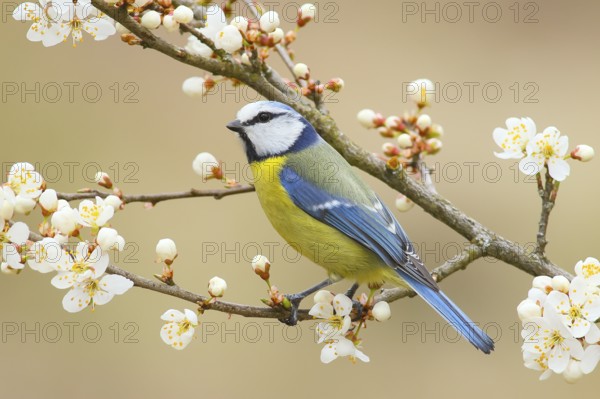 Blue tit (Parus caeruleus), sitting on blackthorn (Prunus spinosa) branch, Wildlife, Animals,