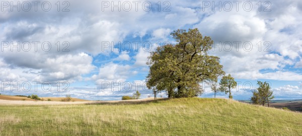 Napoleon's lime trees on the battlefield of 1806, Battle of Jena and Auerstedt, Thuringia, Germany,