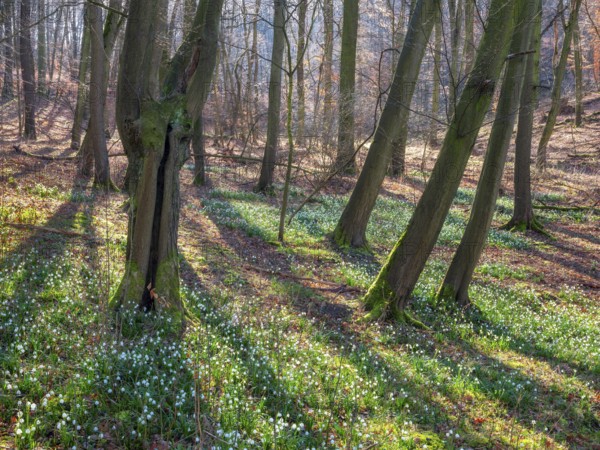 Sunny forest in early spring, spring snowflake in bloom (Leucojum vernum), Goseck, Saxony-Anhalt,