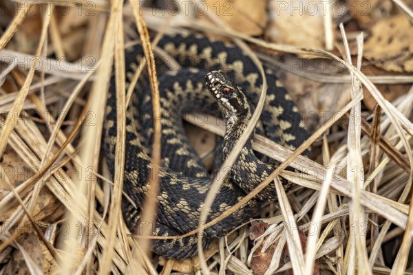 Adder Vipera berus in the Ribnitzer Großes Moor nature reserve near Graal-Müritz,