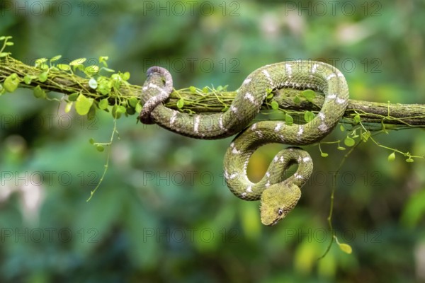Griffin-tailed lance adder (Bothriechis schlegelii), green variety, sitting on a branch, Heredia