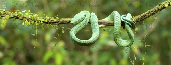 Bothriechis lateralis (Bothriechis lateralis), sitting on a branch, Heredia province, Costa Rica,