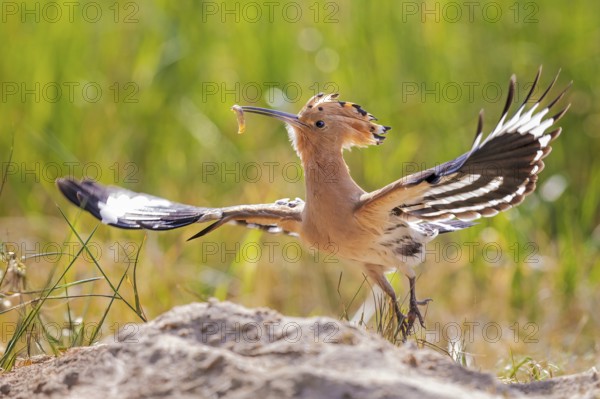 Hoopoe (Upupa epops) Bird of the Year 2022, male with food, bridal gift, mating, courtship,
