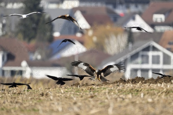 Red kites (Milvus milvus) and crows (Corvus corone) foraging in a freshly ploughed field, Canton