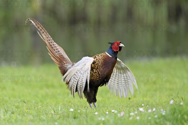 Pheasant (Phasianus colchicus), male, mating, flapping wings, fluttering, Texel, North Holland,