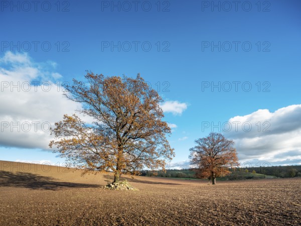 Solitary oak trees on ploughed field under blue sky with clouds in autumn, Burgenlandkreis,