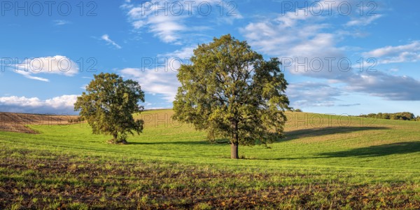 Green field with solitary oaks under a blue sky with clouds in autumn, Burgenlandkreis,