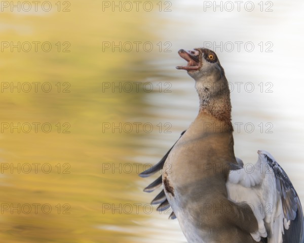 Egyptian goose (Alopochen aegyptiaca) bleating, flapping its wings, profile view, Ümminger See,