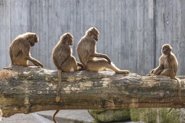 Djelada, blood-breasted baboon (Theropithecus gelada) at Wilhelma. Stuttgart Zoological and