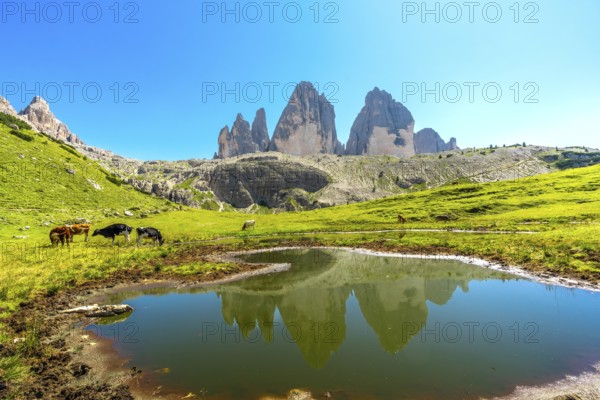 Cows grazing in a green meadow reflect the majestic tre cime di lavaredo in a serene lake, creating