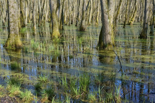 Tree trunks in a green, swampy alluvial forest, alders, spring, nature reserve Rote Lache by