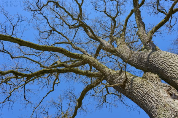 View from below of branched treetop against blue sky, through bare branches, oak tree, Hanau,