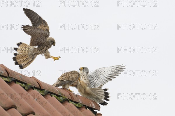 Two kestrels i (Falco tinnunculus) in a dynamic interaction above a roof, territorial dispute,