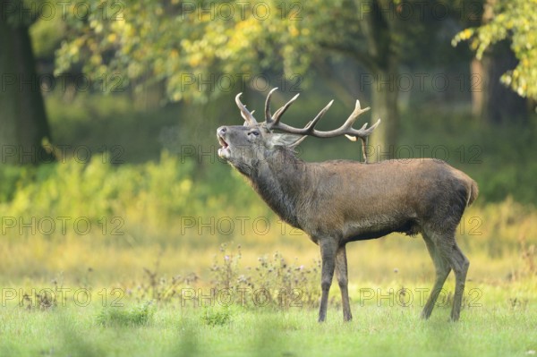 A Red deer (Cervus elaphus) male on a early foggy morning roaring at the edge of the woods