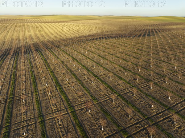 Cultivated young Almond Trees (Prunus dulcis) in the Campiña Cordobesa, the fertile rural area