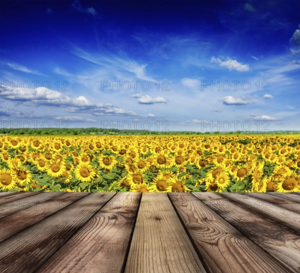 Wooden planks floor with idyllic scenic landscape of sunflower field and blue sky in background
