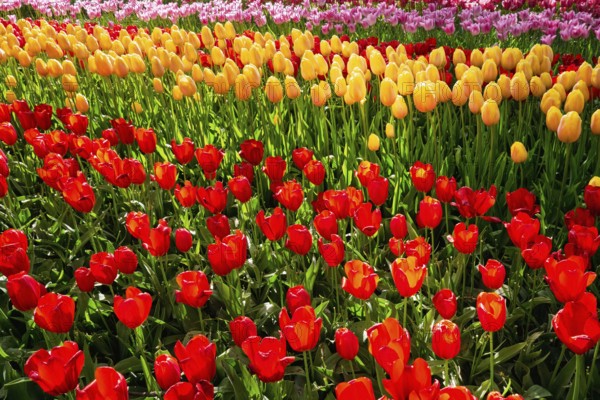 Blooming tulips flowerbed in Keukenhof flower garden, also known as the Garden of Europe, one of