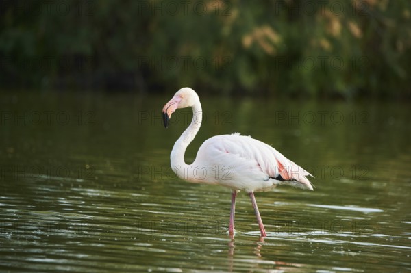 Greater Flamingo (Phoenicopterus roseus) walking in the water, Parc Naturel Regional de Camargue,